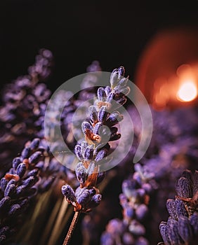 Dry lavender background