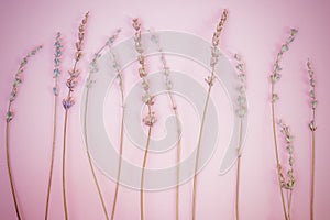 Dry lavender branches on a purple-pink background