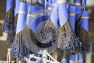 Dry lavender hang in bunch