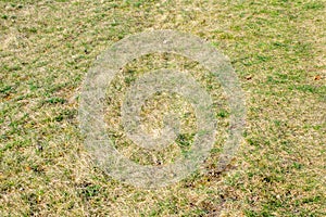 Dry lawn with green tufts of grass photo