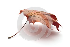 Dry leaf