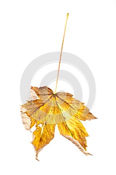 Dry leaf