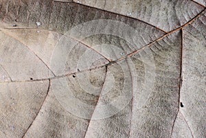 Dry leaf