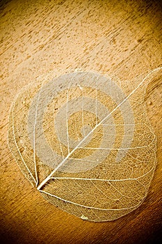 Dry leaf