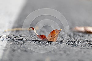 Dry leaf on asphalt road with blurred background