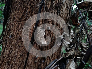 Dry leaf of atree