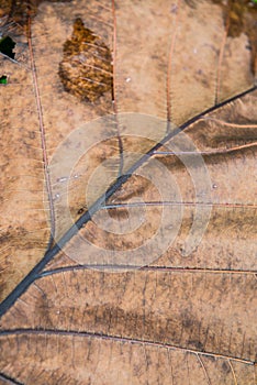 Background of teak dried leaf