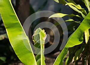 Dry Leaf of banana tree