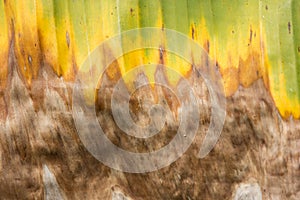 Dry Leaf of banana tree