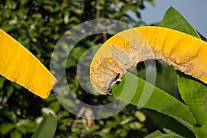 Dry Leaf of banana tree