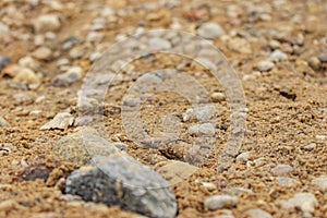 Dry leaf on beach sand with stones
