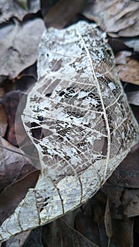 Dry leaf bones III