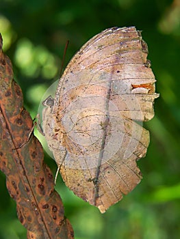 Dry leaf butterfly