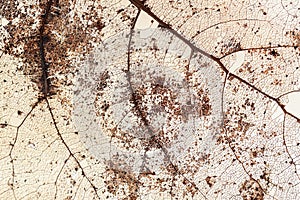 Dry leaf close-up. Transparent skeleton leaf with openwork texture, natural background