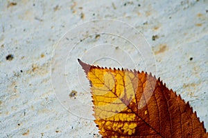 Dry leaf on a concrete