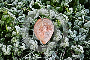 A dry leaf covered with frost on the frozen nettles