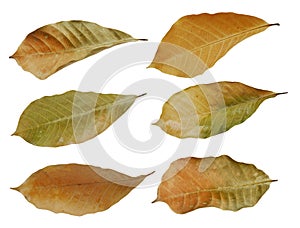 dry leaf or dead leaf isolated on white background