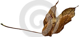 Dry leaf dead in winter isolated on white background. Clipping path