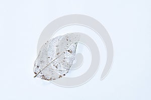 Dry leaf decompose structure on white background