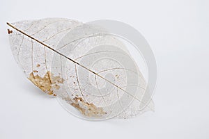 Dry leaf decompose structure on white background