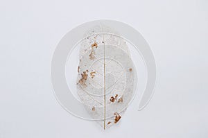 Dry leaf decompose structure on white background