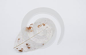 Dry leaf decompose structure on white background
