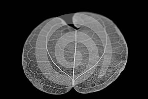 Dry leaf detail texture on black background. Skeleton of leaf