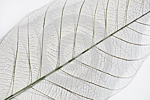 Dry leaf detail texture