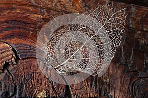 Dry leaf detail texture - skeleton