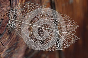 Dry leaf detail texture - skeleton