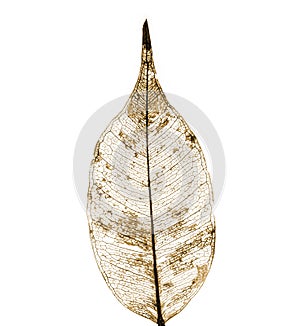 Dry leaf detail texture on white background