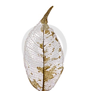 Dry leaf detail texture on white background