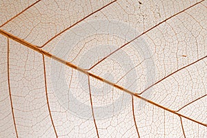 Dry leaf detail texture on white background
