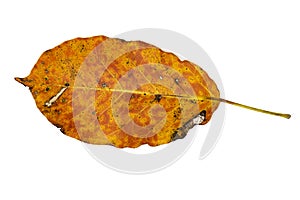 Dry leaf and deterioration isolated on a white background.