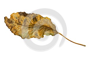 Dry leaf and deterioration isolated on a white background. photo