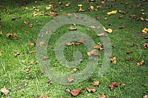 Dry leaf falling on grass at floor in garden