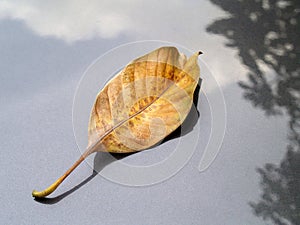 dry leaf falling on gray car hood with shadow reflection of trees and clouds