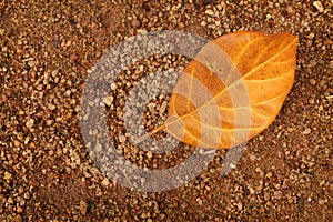 Dry leaf falling on the ground