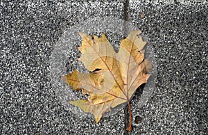 Dry leaf falling on the pavement. Autumn season