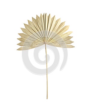 Dry leaf of fan palm tree isolated on white