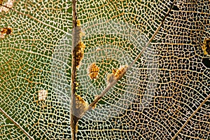 Dry leaf fibers background texture