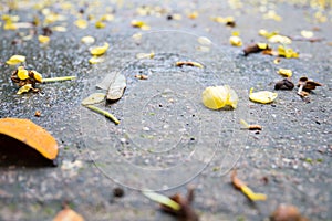 Dry leaf and flower falling on the ground
