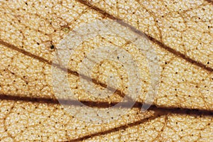 Dry Leaf Gold Fibers Texture