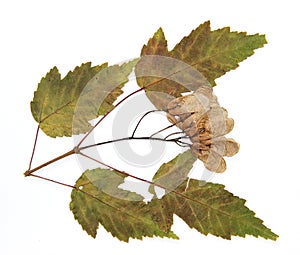dry leaf of green maple branch tree isolated leaves on white background for scrapbook, leaves and seeds object, autumn leaf