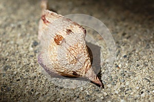 Dry Leaf on Ground