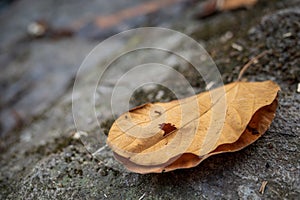 Dry leaf on humid ground