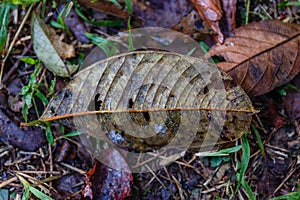 Dry Leaf on Humid Ground at Umphang in Tak Province in Northwestern Thailand