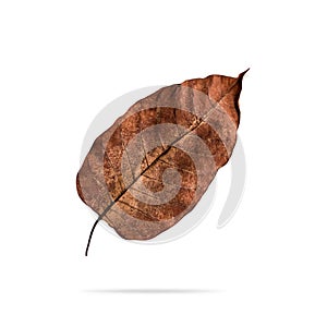 Dry leaf isolated on white background. Decay brown leaves for your design. Clipping paths object