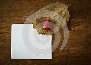 Dry leaf ladybird and paper