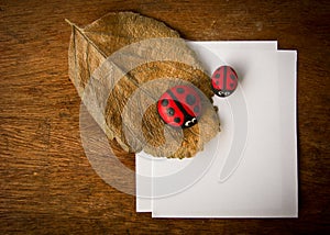 Dry leaf ladybird and paper